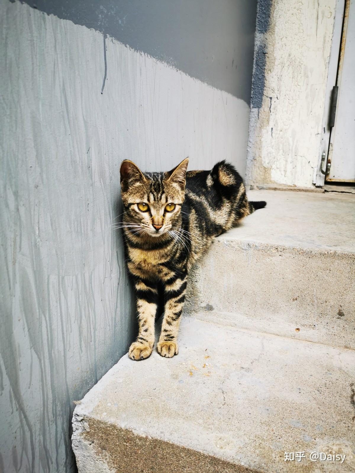 中华田园猫丨狸花猫- 知乎