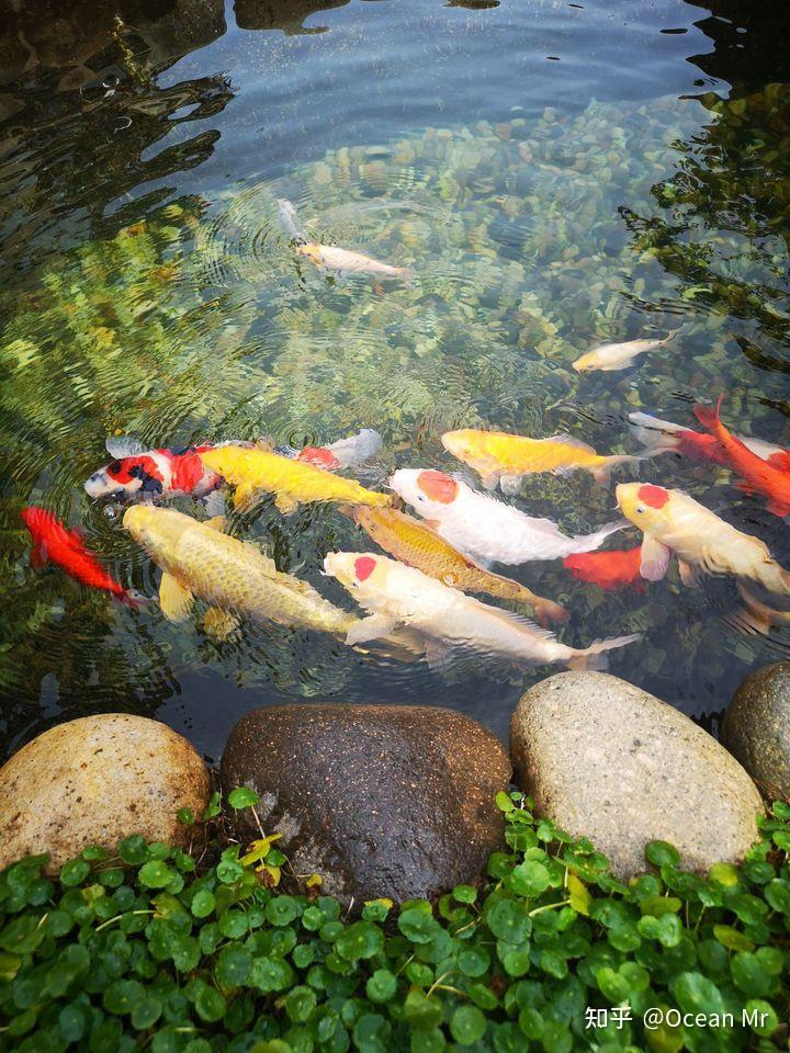 如何打造一个清澈的池塘鱼池锦鲤池