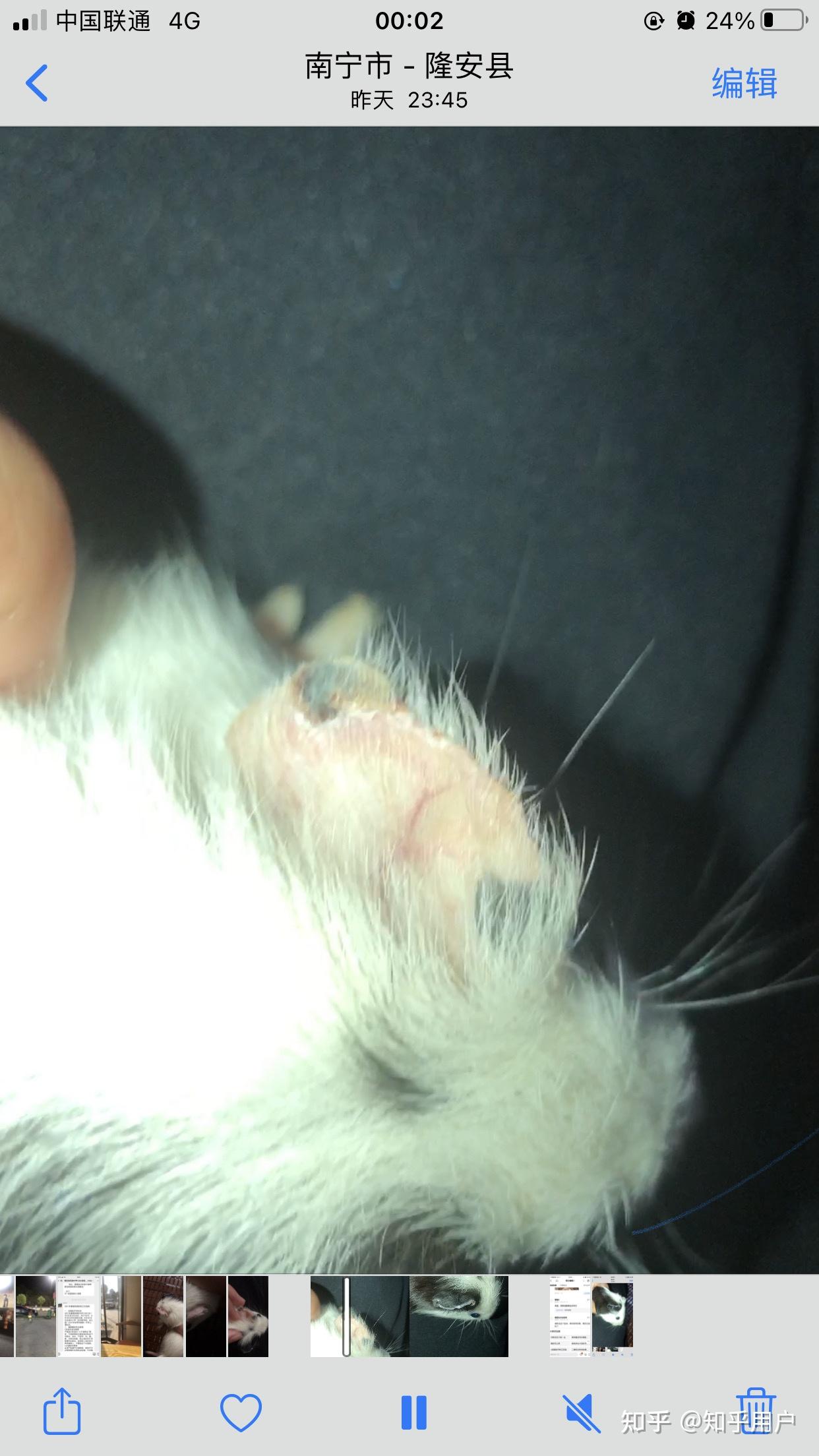 荷兰猪耳朵边缘结痂了