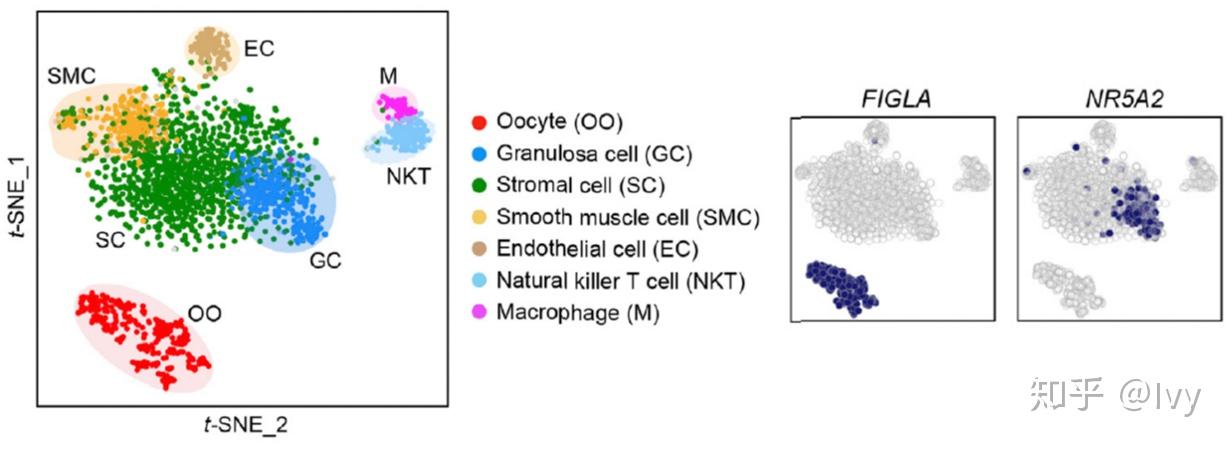 humangranulosacellrelated