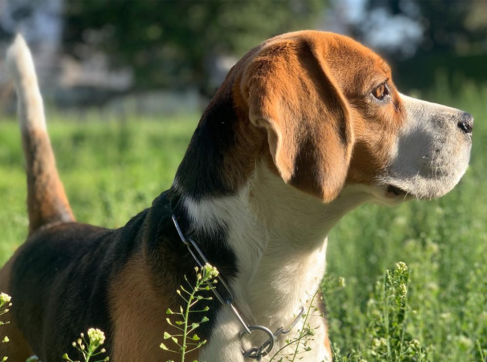 10 种最健康的犬种 知乎