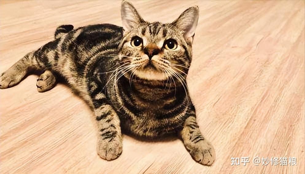 美国短毛猫常见的“8种花色”，你全都认识吗？ - 知乎