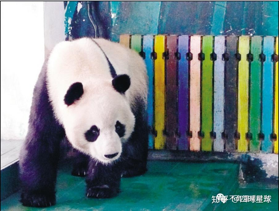 那些旧日"噩梦"般的动物园(大熊猫龙古,龙腾)