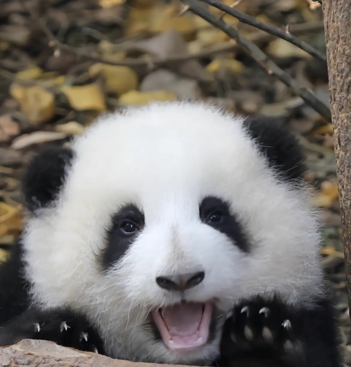 让人萌化了的可爱熊猫图片 - 知乎