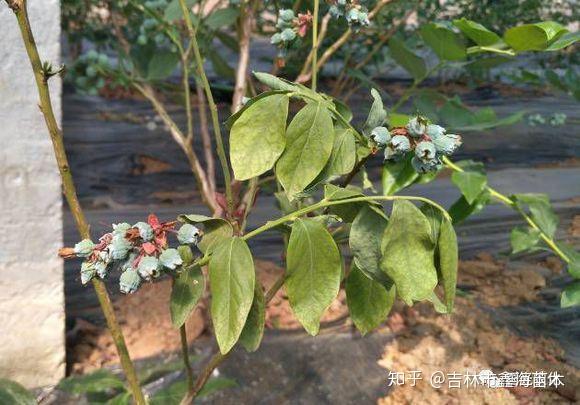 藍莓除草劑藥害施肥過量症狀及解決辦法