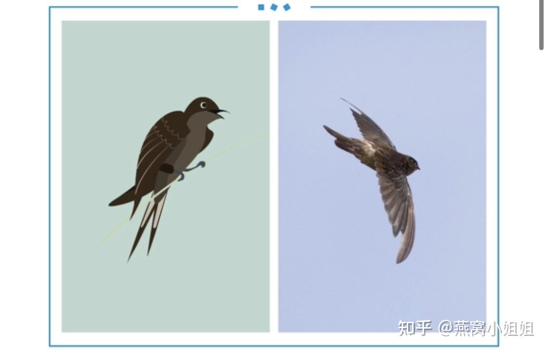 认准这4点,再也不会错把燕子当作金丝燕啦!