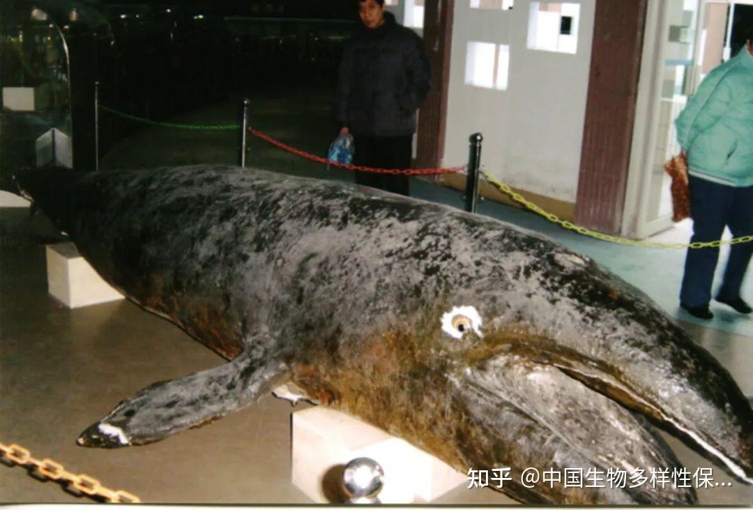 古今视角：鲸类在中国海域的分布变迁与未来展望|王敏幹教授访谈- 知乎