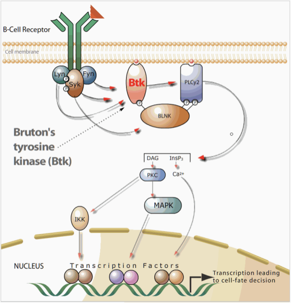 s tyrosine kinase,布魯頓氏酪氨酸激酶)是一種非受體酪氨酸激酶,它