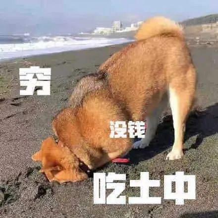 爱钱贫穷表情包熊猫表情包狗子表情包波吉表情包