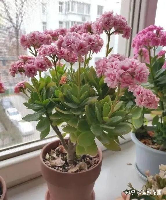 长寿花的养殖方法和注意事项