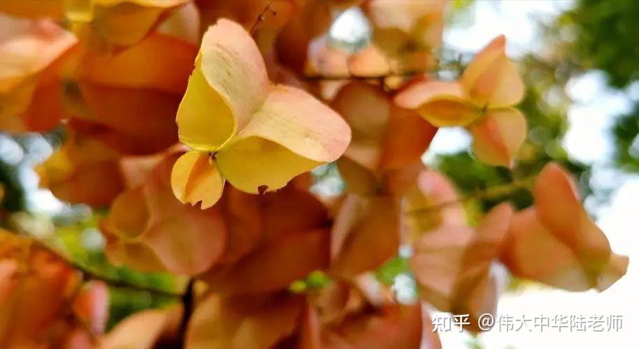 栾花辞 - 知乎