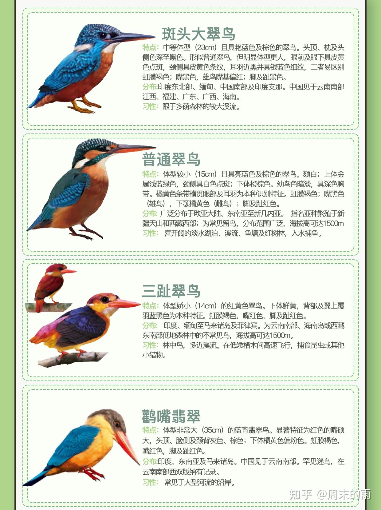 常见的翠鸟种类,翠鸟为什么难以养殖? - 知乎