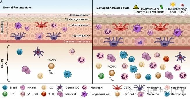 熬夜一时爽一直熬夜一直爽熬夜伤害不可逆