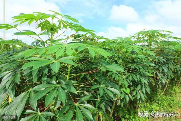 寻渔记丨西米不是米,其实就是淀粉,它"长在"椰树里也"长在"地底下