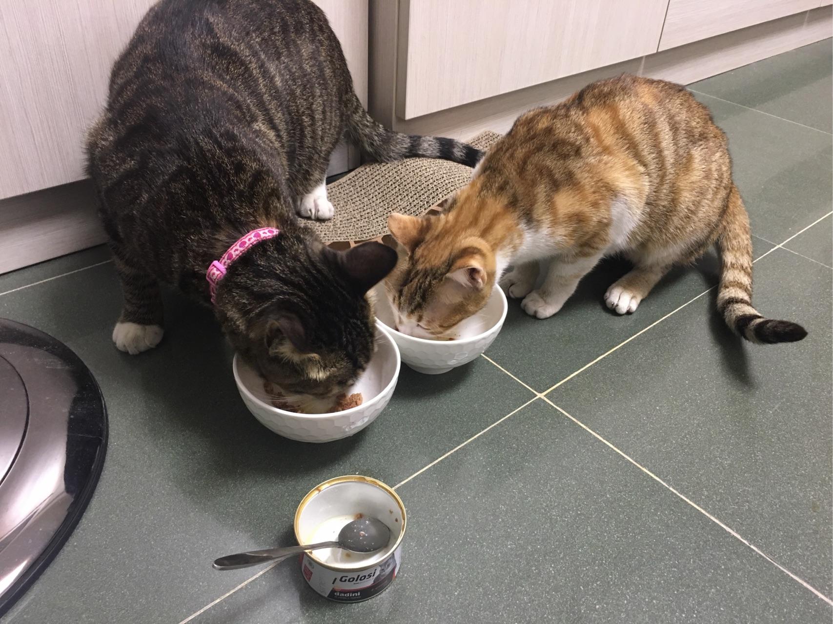 第一次养猫,是养公猫好还是母猫好?为什么?