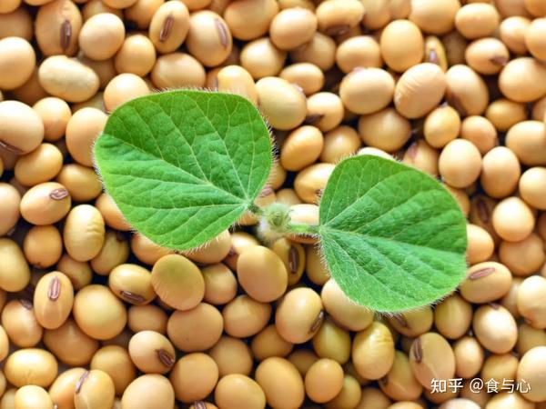 大豆的释义 节组词 土豆的释义