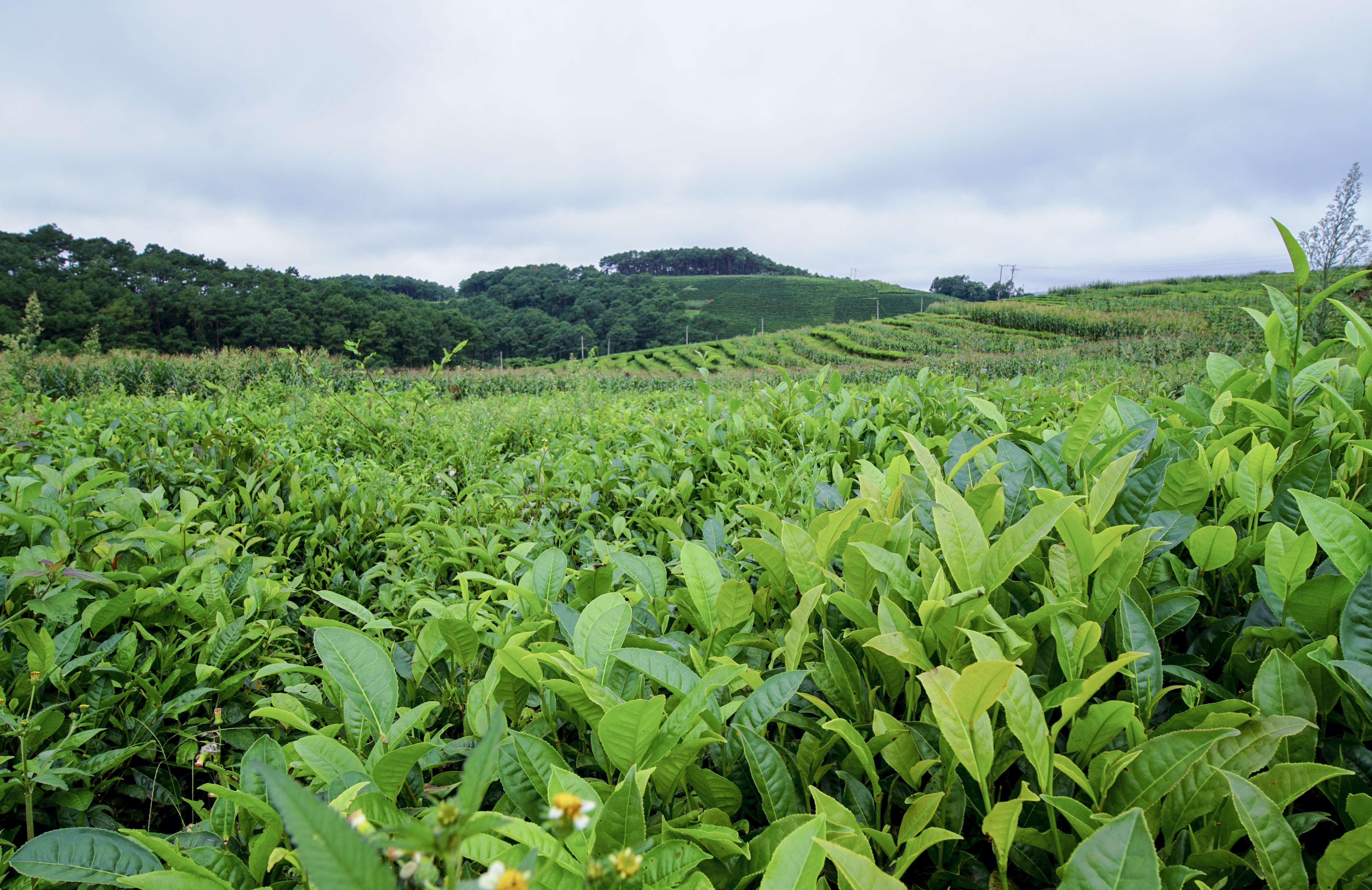 大山乔木茶喊你来品茶赚米