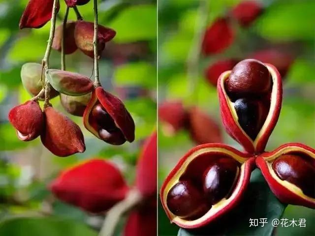 苹果古代叫柰、林檎、頻婆果等,其历史演变过程非常有趣 - 知乎