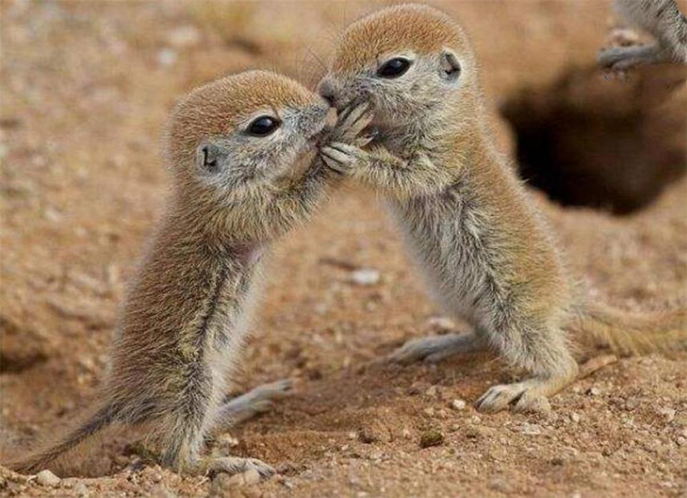 非洲一神秘松鼠,见面碰鼻子认亲戚,尾巴还会发"旗语"让同伴跑