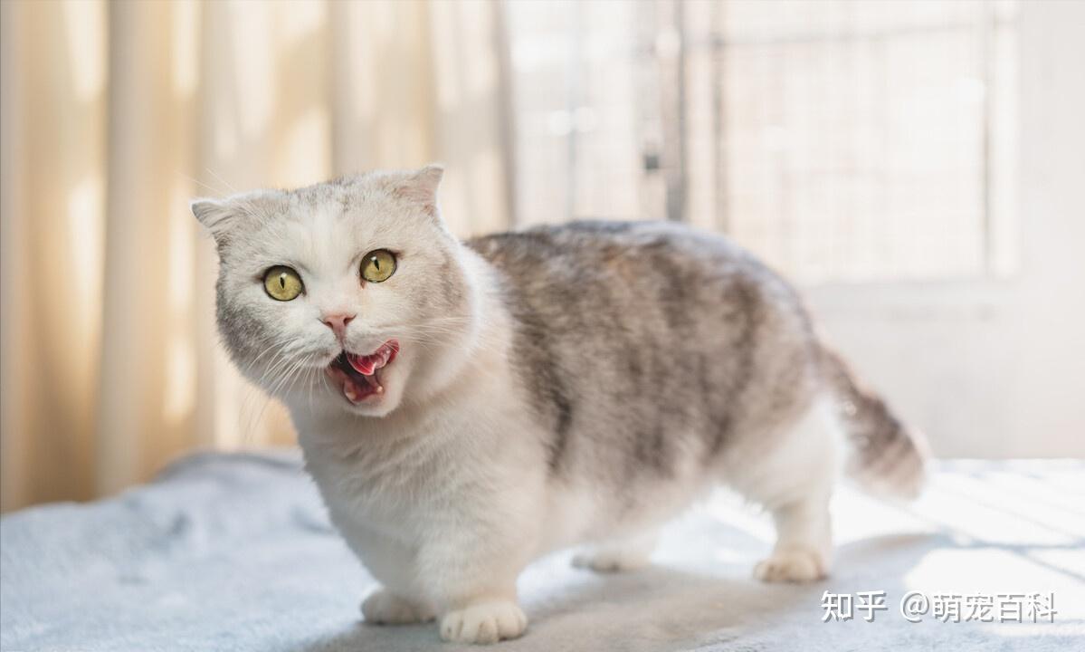曼赤肯猫
