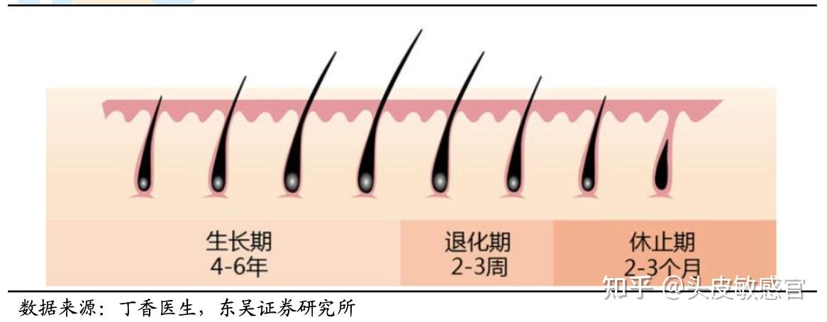 头发的生长周期分为生长期,退化期以及休止期,一般来说头发从毛囊长出