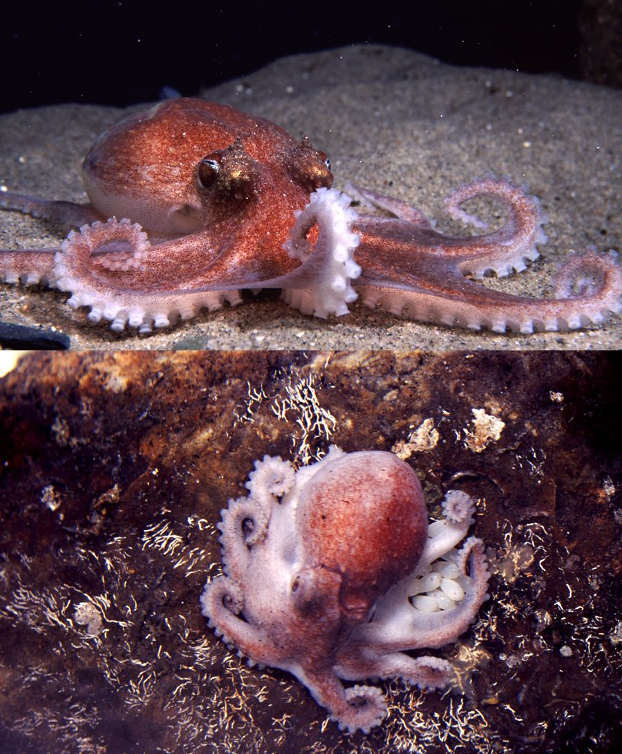 四年半的守候作者高原长蛸