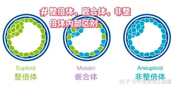 嵌合体胚胎是否要移植?听从主任医生的建议很重要 - 知乎