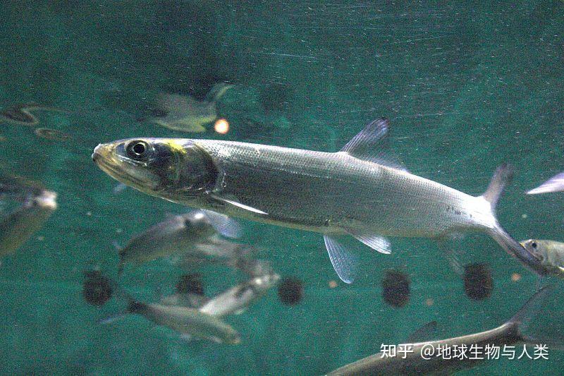 【鱼类全系列】海鲢高群—海鲢目 - 知乎