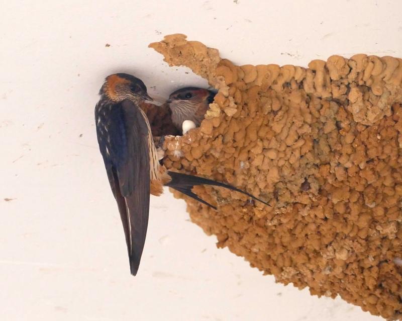 为什么燕子喜欢在人类家里筑巢？