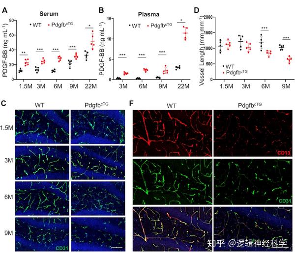 约翰斯霍普金斯大学团队发现衰老骨分泌PDGFBB可通过剪切周细胞中PDGFRβ导致大脑海马区血管损伤 知乎