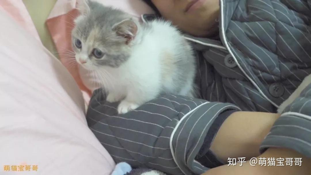 再刚硬的男人也抵不住奶猫的可爱形象全无