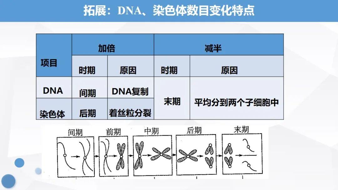 【课件分享】人教版新教材：6.1.1细胞增殖、细胞周期和有丝分裂 - 知乎