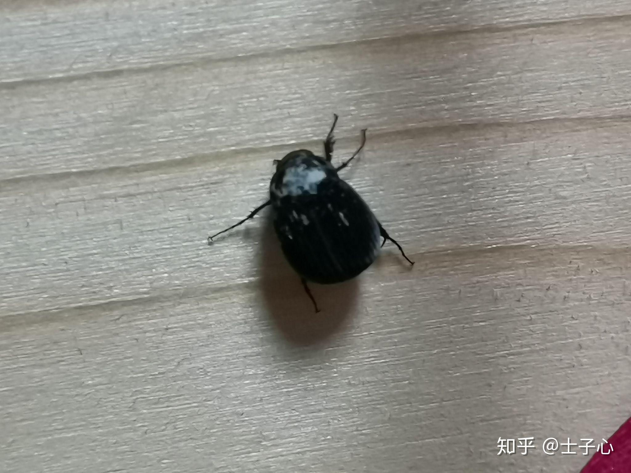 坐标上海家里有这种甲虫用什么杀虫剂比较好