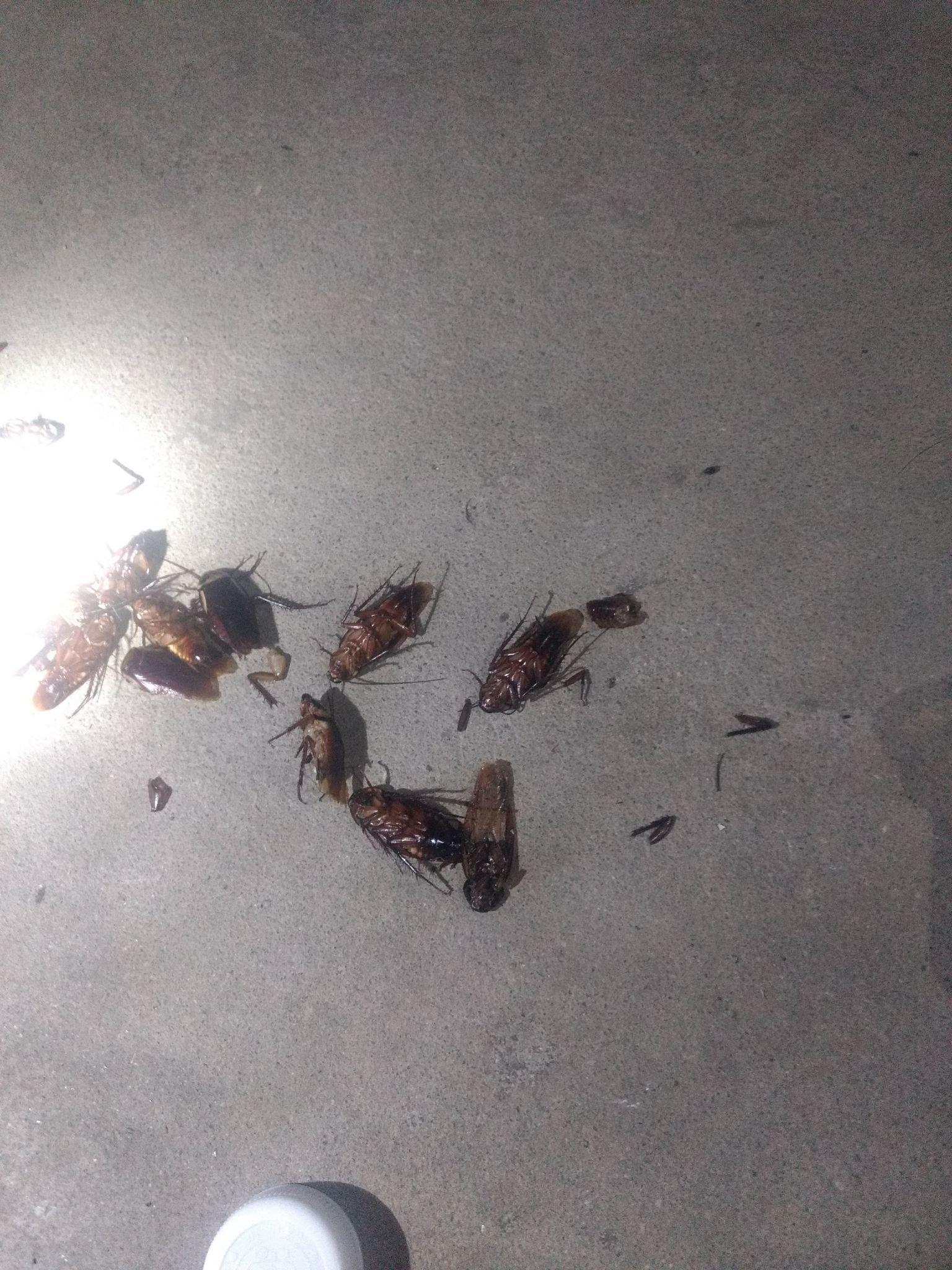 吃着有毒的尸体吃着吃着就也中毒了,这样达到了多米诺骨牌的连锁反应