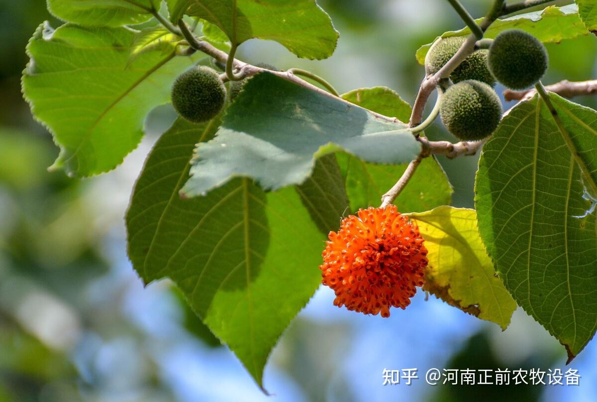 【植树节】羊口中的美食树叶排行揭晓 - 知乎