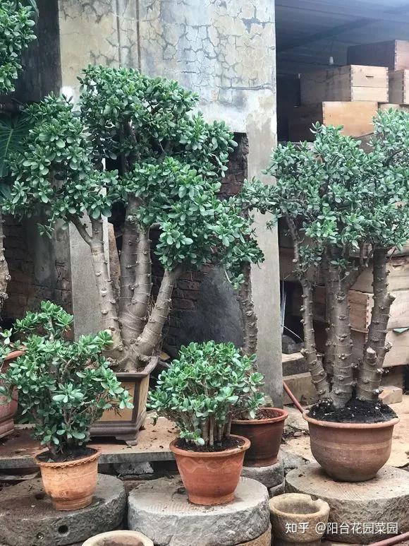 5种长寿花,天生“富贵命”,养它几十年,就是“传世宝”(名贵长寿花)