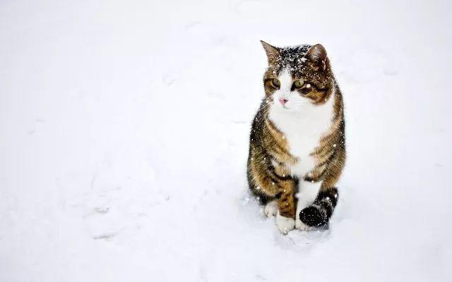 猫咪怎么猫冬 知乎 猫咪怎么猫冬 知乎