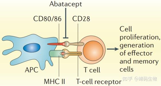 肿瘤免疫靶点 | CD28 - 知乎