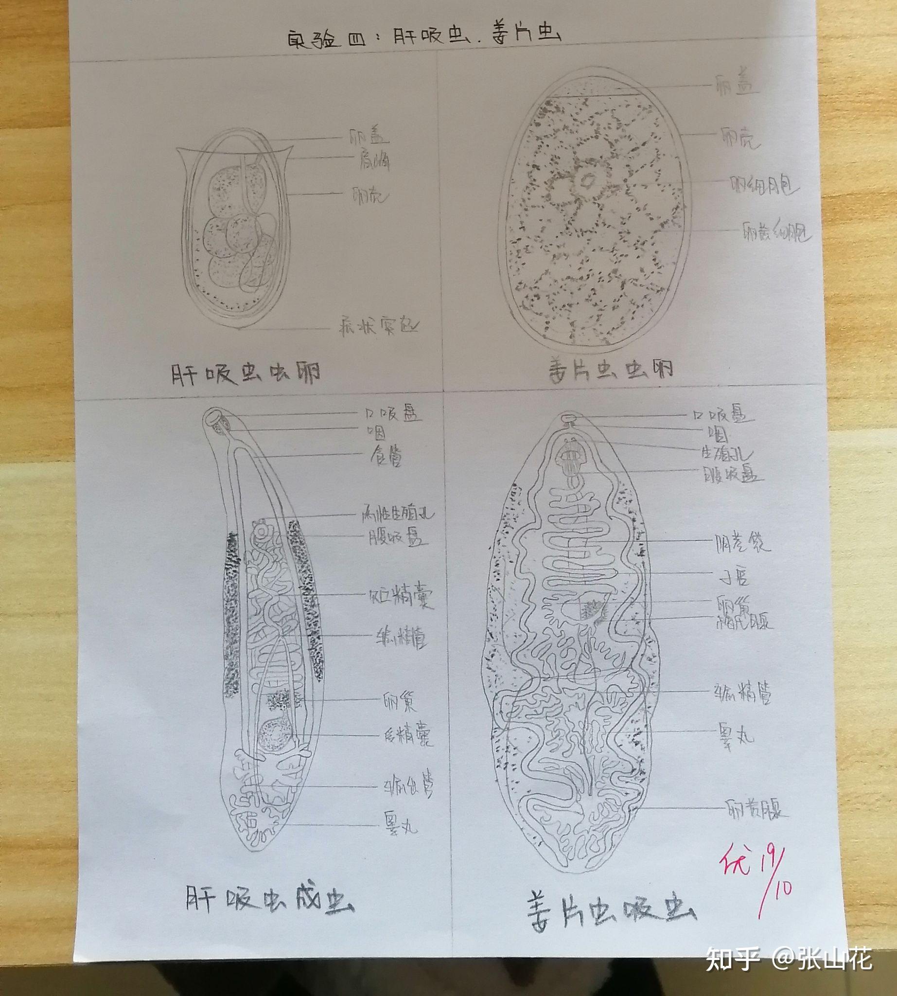 布氏姜片虫虫卵手绘图图片