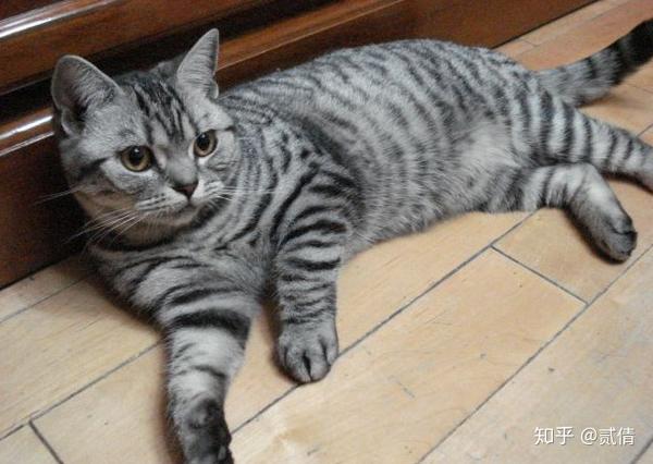 每天带你了解一种猫——美国短毛猫 - 知乎