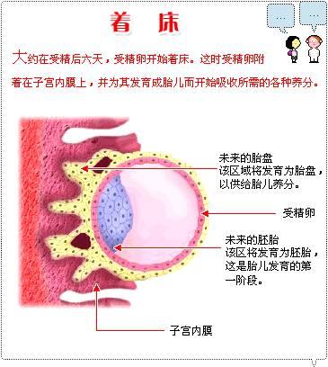 胚胎着床是什么感觉 知乎