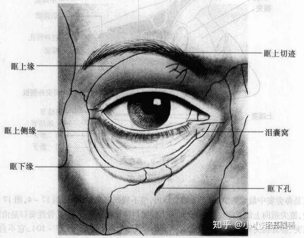 眼眶结构解剖图图片