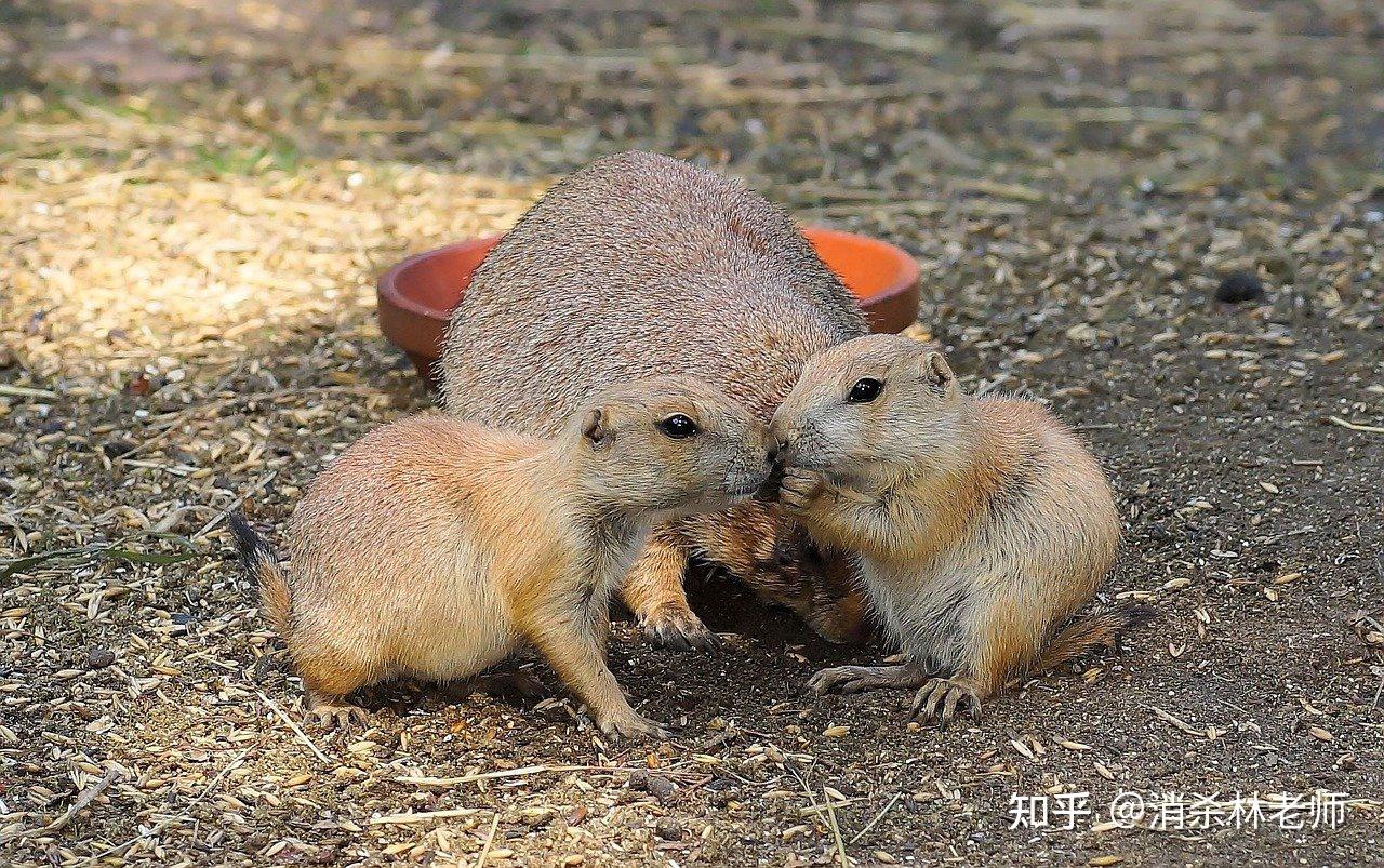 鼠类繁殖及生活习性 - 知乎