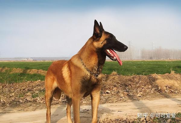 马犬 可怕 的5个地方 这么多人不养 真的是有原因的 知乎 马犬 可怕 的5个地方 这么多人不养 真的是有原因的 知乎