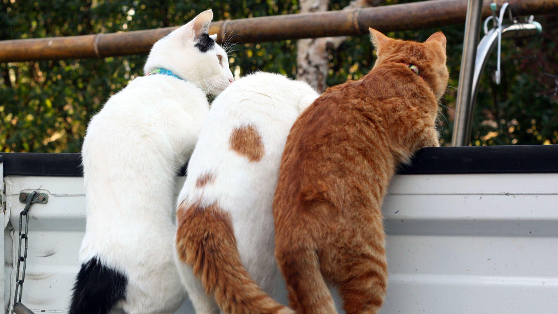 有哪些有趣的电脑壁纸值得分享?