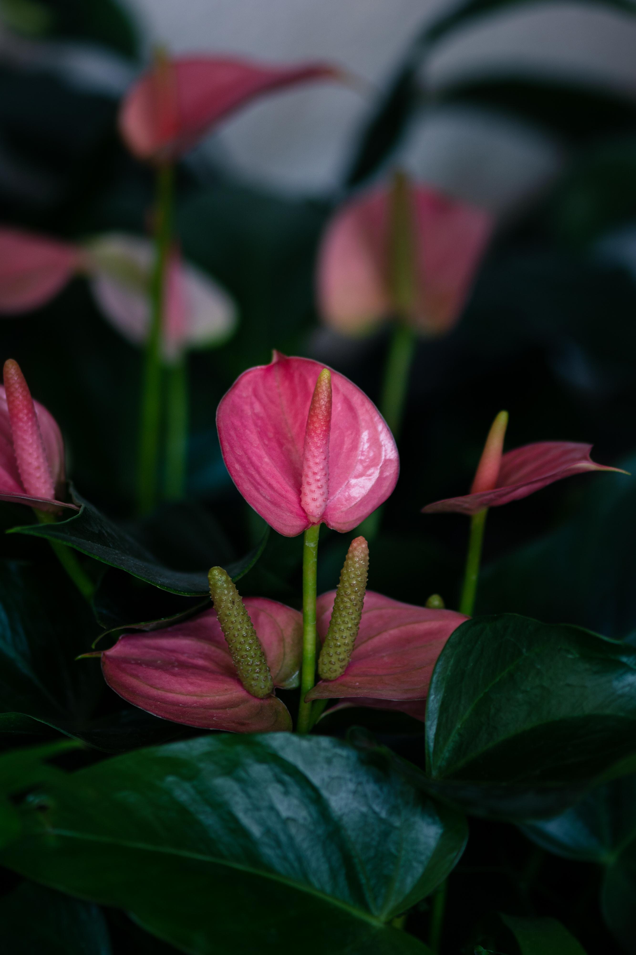植物园之行(第十二季)——花烛