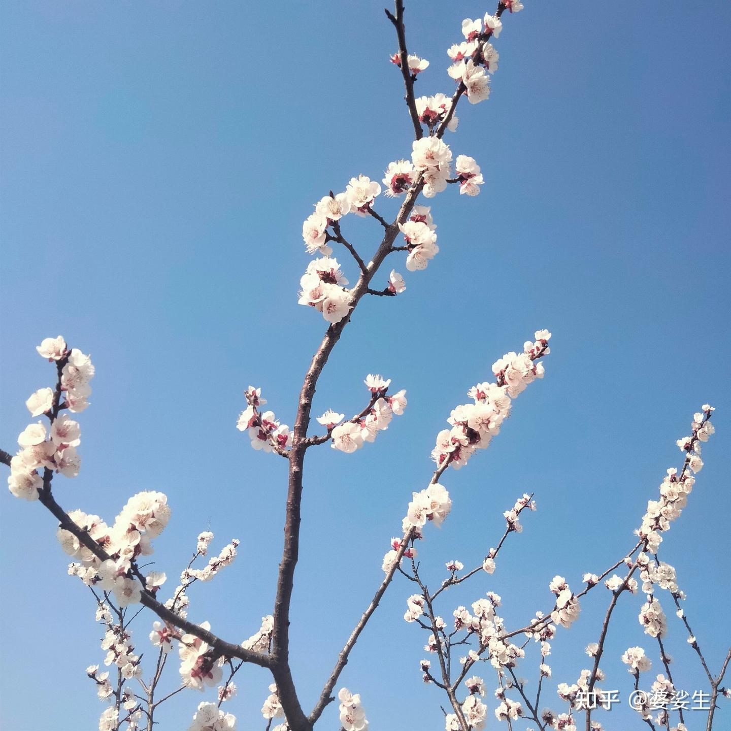 枝斜一笔淡 - 知乎