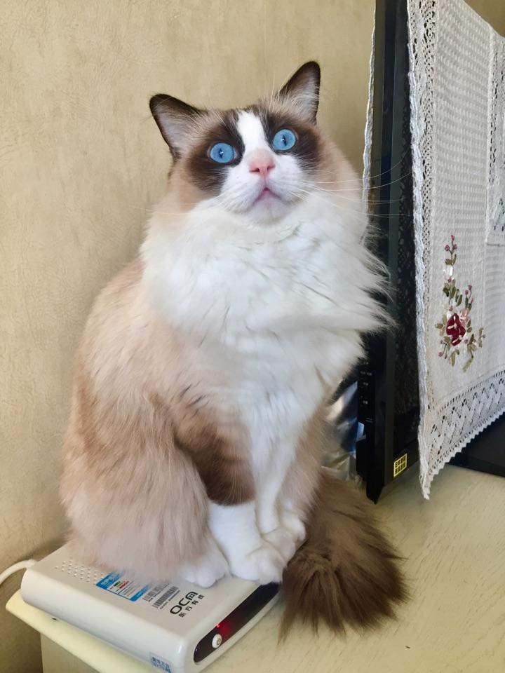 为什么猫喜欢咬人鼻子?