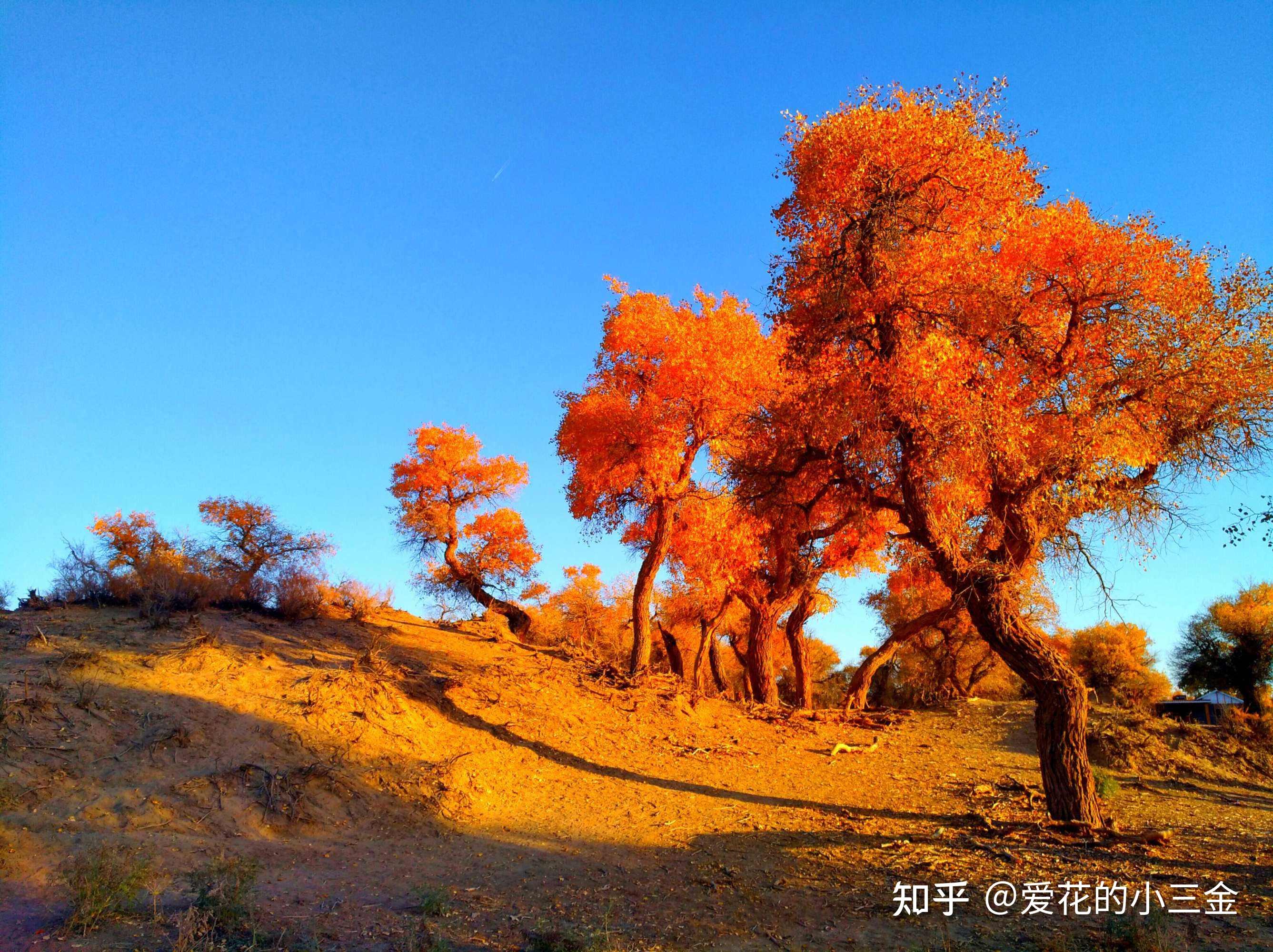 秋冬赏叶植物(十八):胡杨 - 知乎