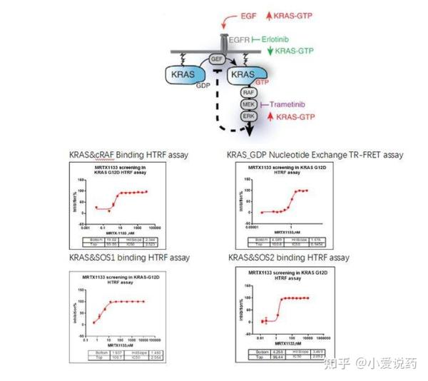 激酶谱筛选服务416激酶谱筛选难成药靶点筛选靶点验证实验 知乎 
